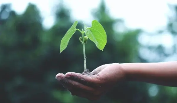 Green Gestures: Plants as Symbols of Romance